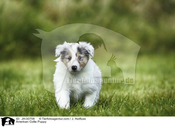 American Collie Puppy / JH-30758