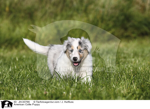 American Collie Puppy / JH-30766