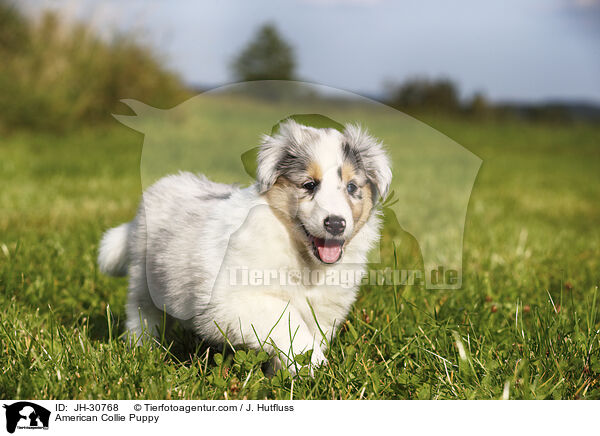 American Collie Puppy / JH-30768