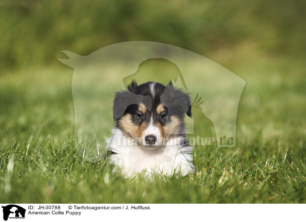 American Collie Puppy / JH-30788