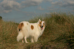 standing American Collie