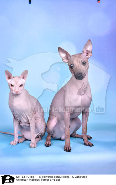 American Hairless Terrier and cat / YJ-10155