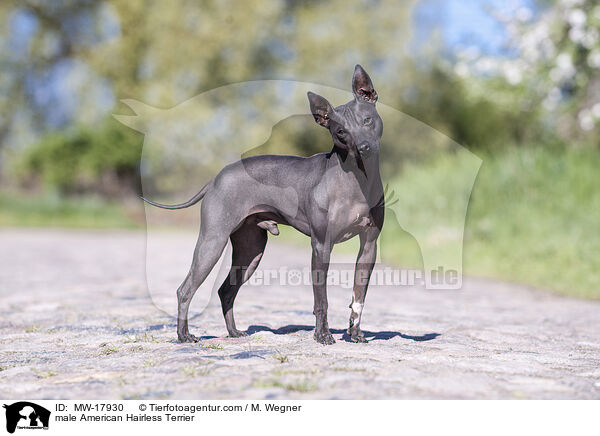 male American Hairless Terrier / MW-17930