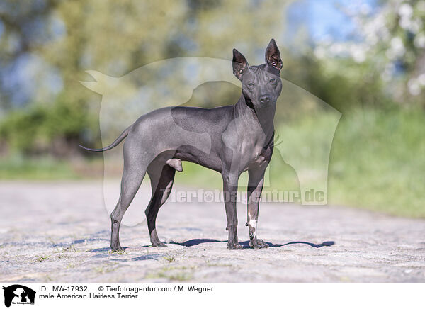 male American Hairless Terrier / MW-17932