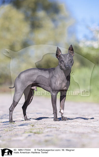 male American Hairless Terrier / MW-17934