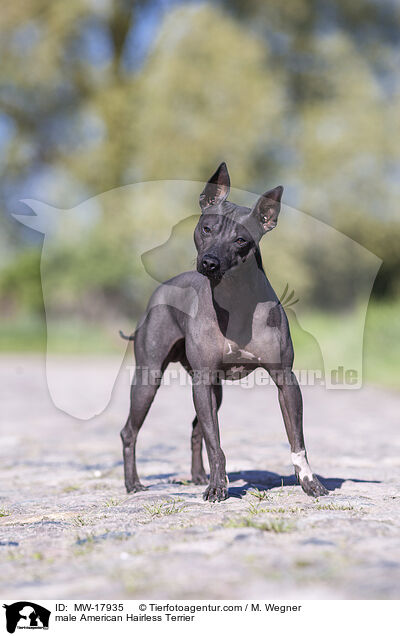 male American Hairless Terrier / MW-17935