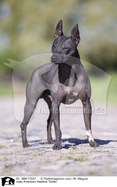 male American Hairless Terrier / MW-17937