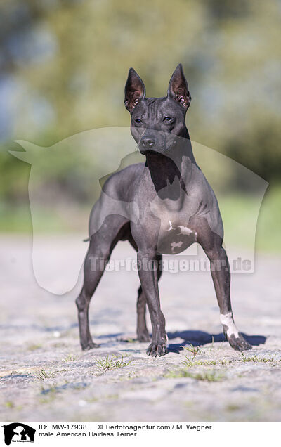 male American Hairless Terrier / MW-17938
