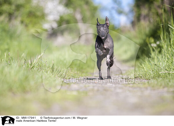 male American Hairless Terrier / MW-17941