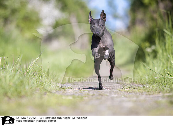 male American Hairless Terrier / MW-17942