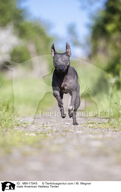 male American Hairless Terrier / MW-17945