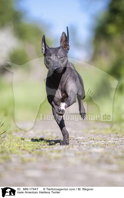 male American Hairless Terrier / MW-17947