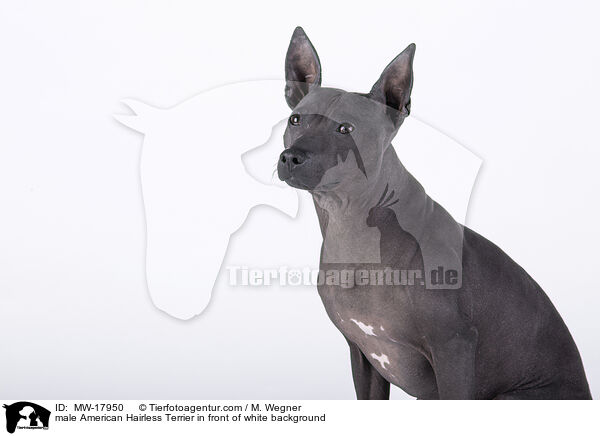 male American Hairless Terrier in front of white background / MW-17950
