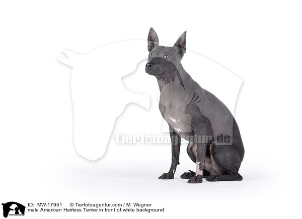 male American Hairless Terrier in front of white background / MW-17951