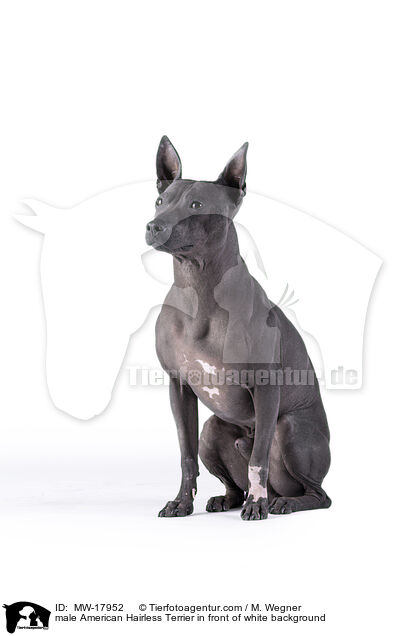 male American Hairless Terrier in front of white background / MW-17952