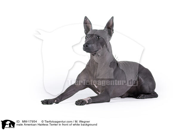 male American Hairless Terrier in front of white background / MW-17954