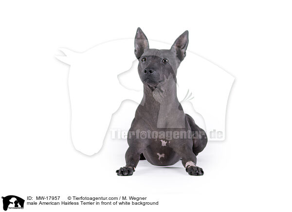 male American Hairless Terrier in front of white background / MW-17957