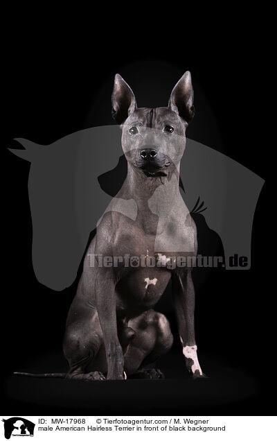 male American Hairless Terrier in front of black background / MW-17968