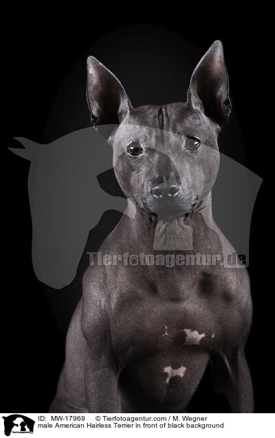 male American Hairless Terrier in front of black background / MW-17969