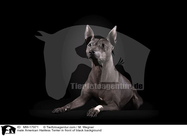 male American Hairless Terrier in front of black background / MW-17971