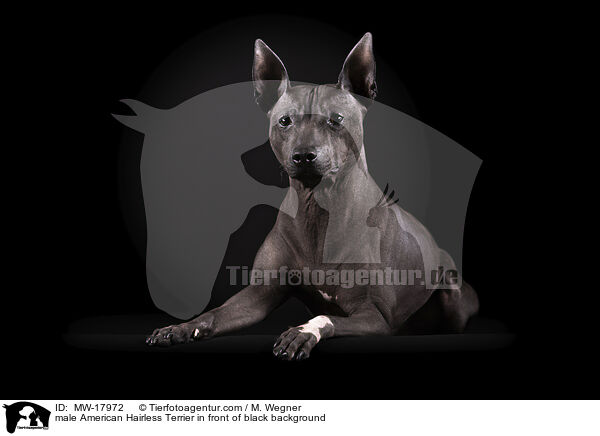 male American Hairless Terrier in front of black background / MW-17972