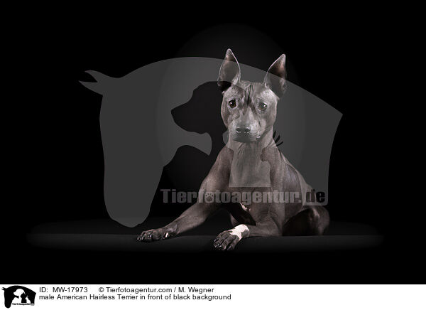 male American Hairless Terrier in front of black background / MW-17973