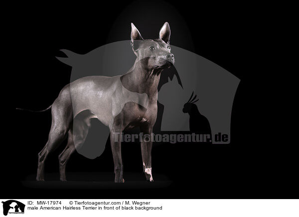 male American Hairless Terrier in front of black background / MW-17974