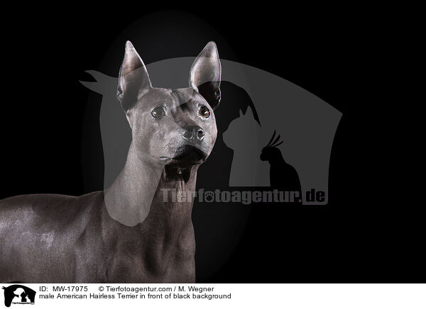 male American Hairless Terrier in front of black background / MW-17975