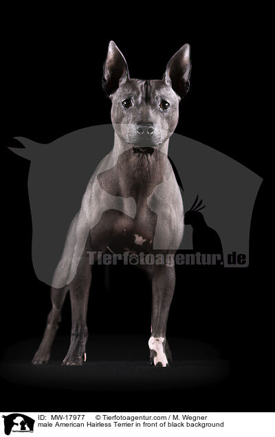 male American Hairless Terrier in front of black background / MW-17977