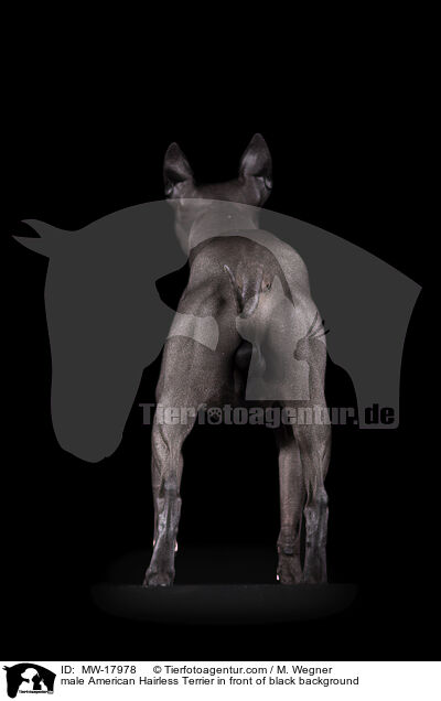 male American Hairless Terrier in front of black background / MW-17978