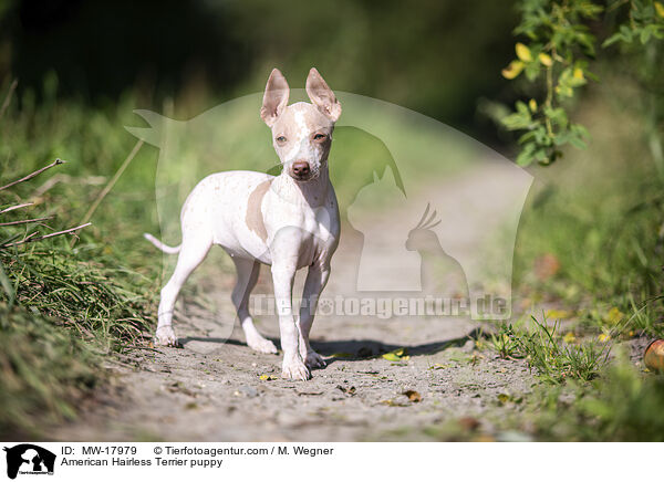 American Hairless Terrier puppy / MW-17979