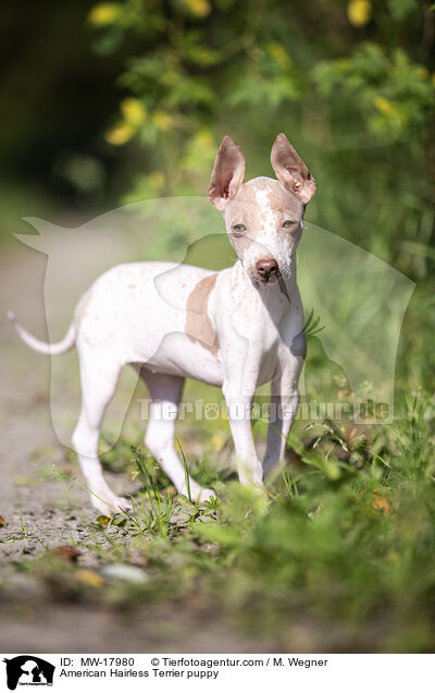 American Hairless Terrier puppy / MW-17980