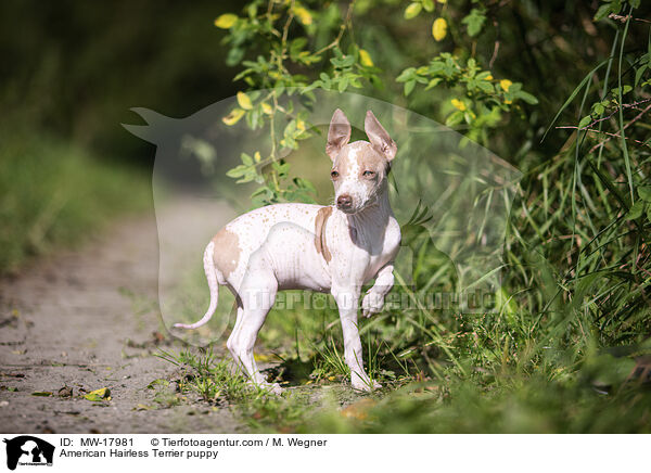 American Hairless Terrier puppy / MW-17981