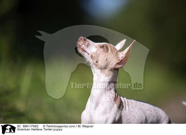 American Hairless Terrier puppy / MW-17982