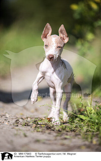 American Hairless Terrier puppy / MW-17983