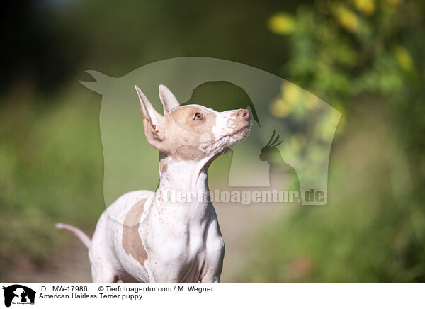 American Hairless Terrier puppy / MW-17986
