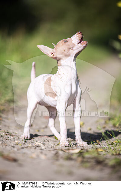 American Hairless Terrier puppy / MW-17988