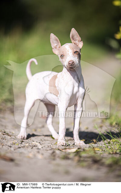 American Hairless Terrier puppy / MW-17989