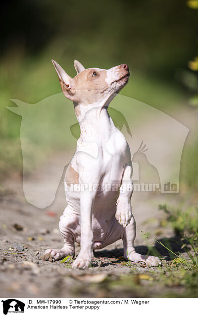 American Hairless Terrier puppy / MW-17990