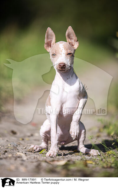 American Hairless Terrier puppy / MW-17991
