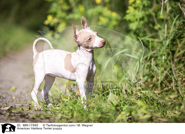 American Hairless Terrier puppy / MW-17995