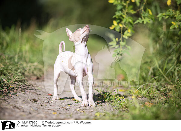 American Hairless Terrier puppy / MW-17996