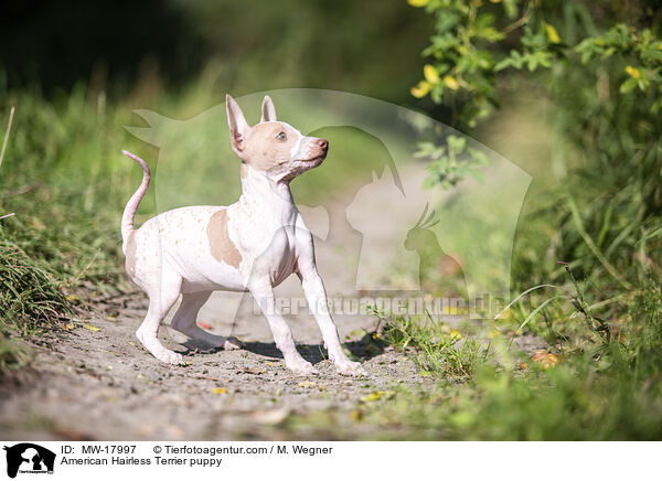 American Hairless Terrier puppy / MW-17997