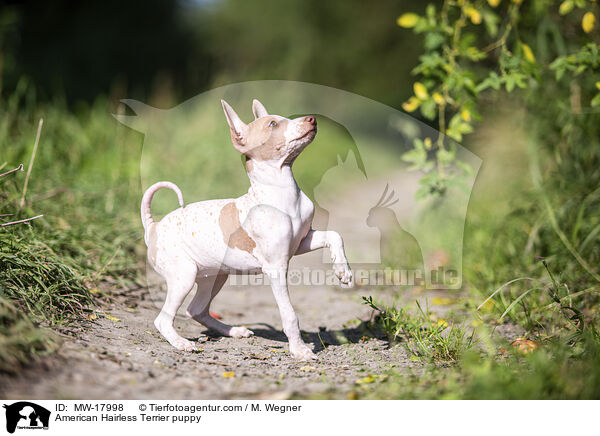 American Hairless Terrier puppy / MW-17998