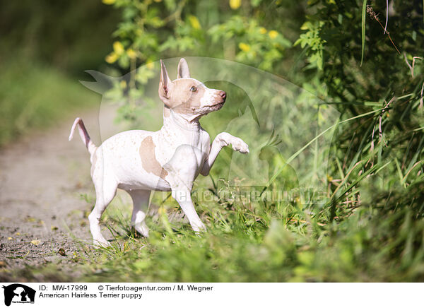 American Hairless Terrier puppy / MW-17999
