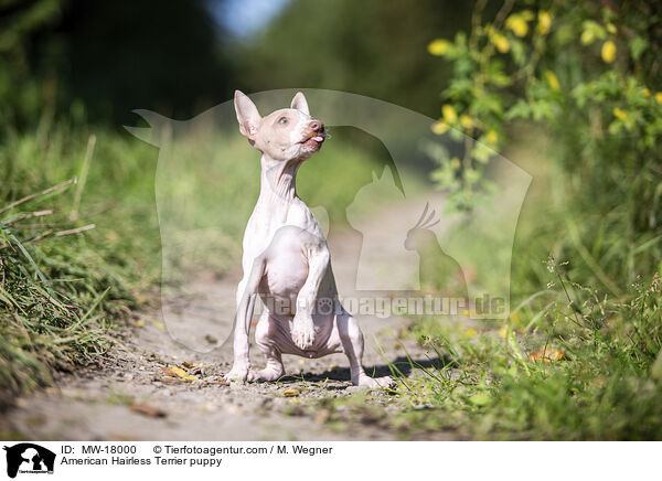 American Hairless Terrier puppy / MW-18000