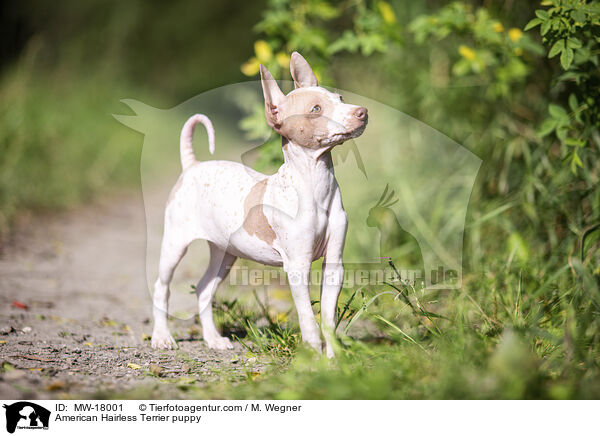 American Hairless Terrier puppy / MW-18001
