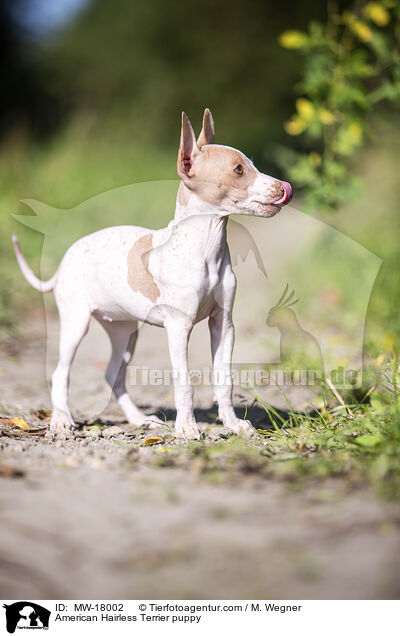 American Hairless Terrier puppy / MW-18002