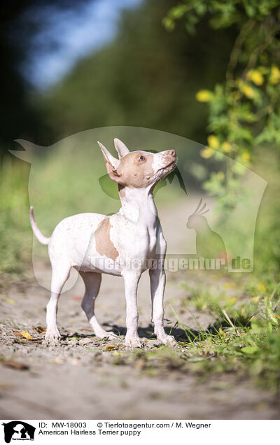 American Hairless Terrier puppy / MW-18003
