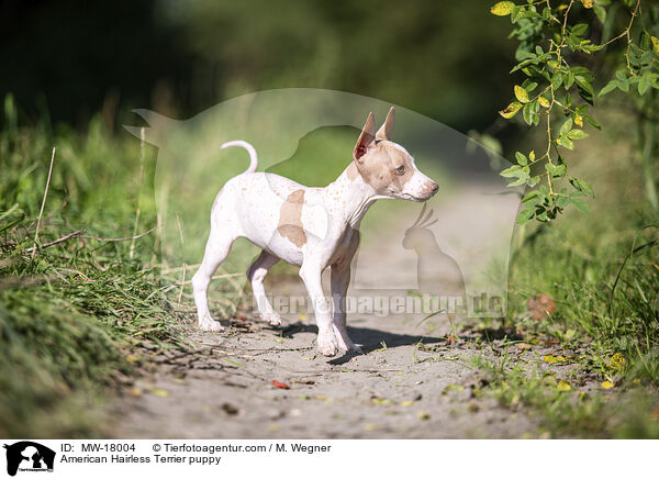 American Hairless Terrier puppy / MW-18004